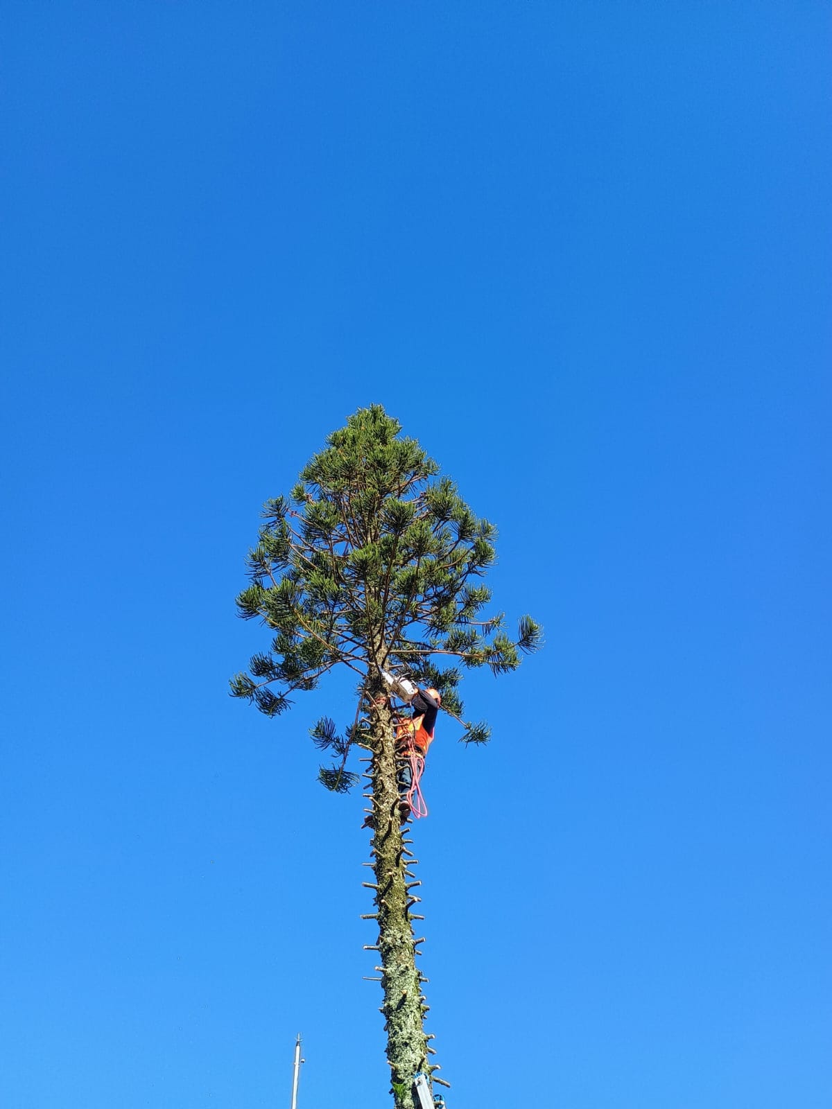 Profissional no topo de araucária realizando poda