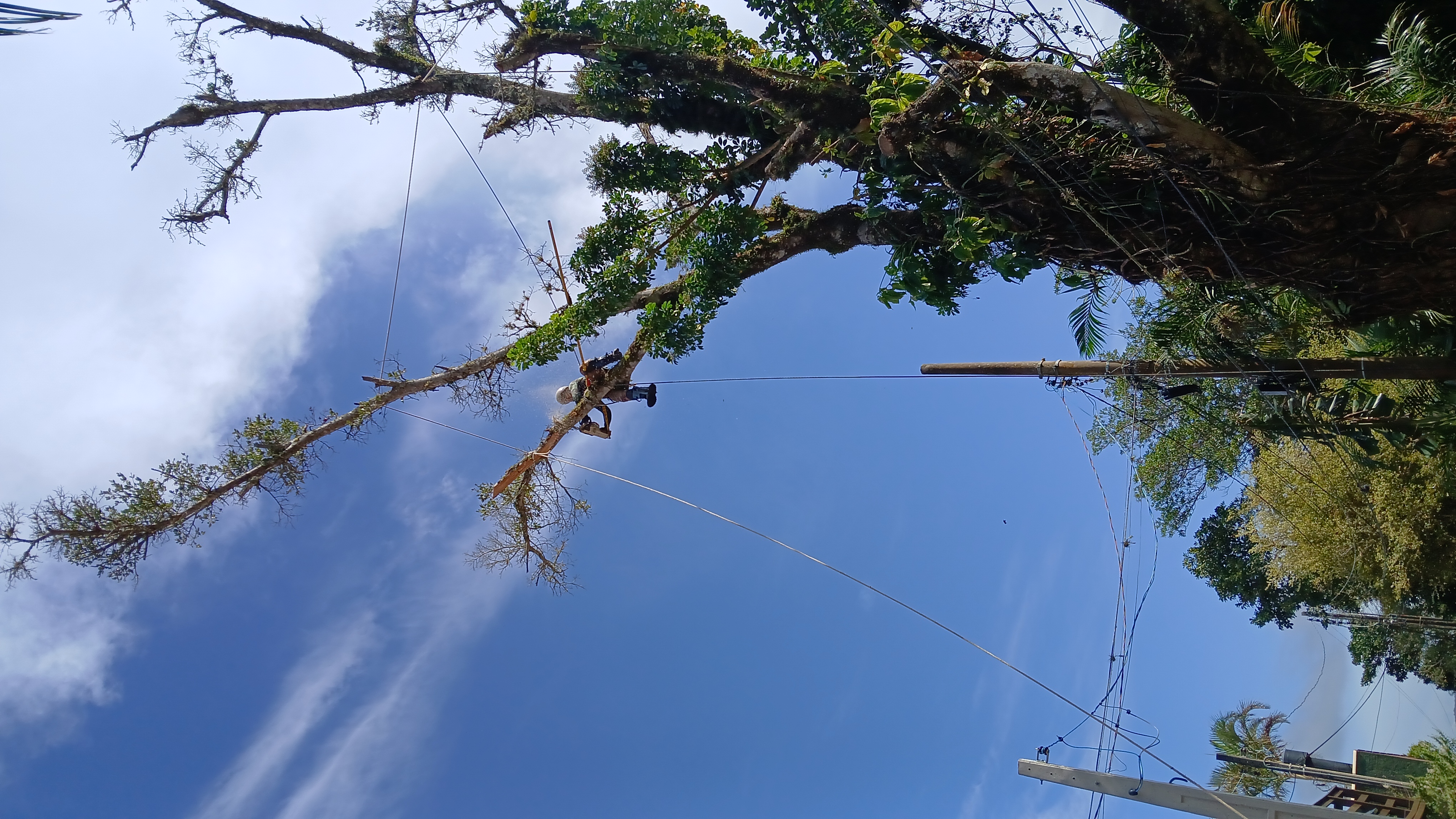 Arborista realizando corte controlado de árvore em altura