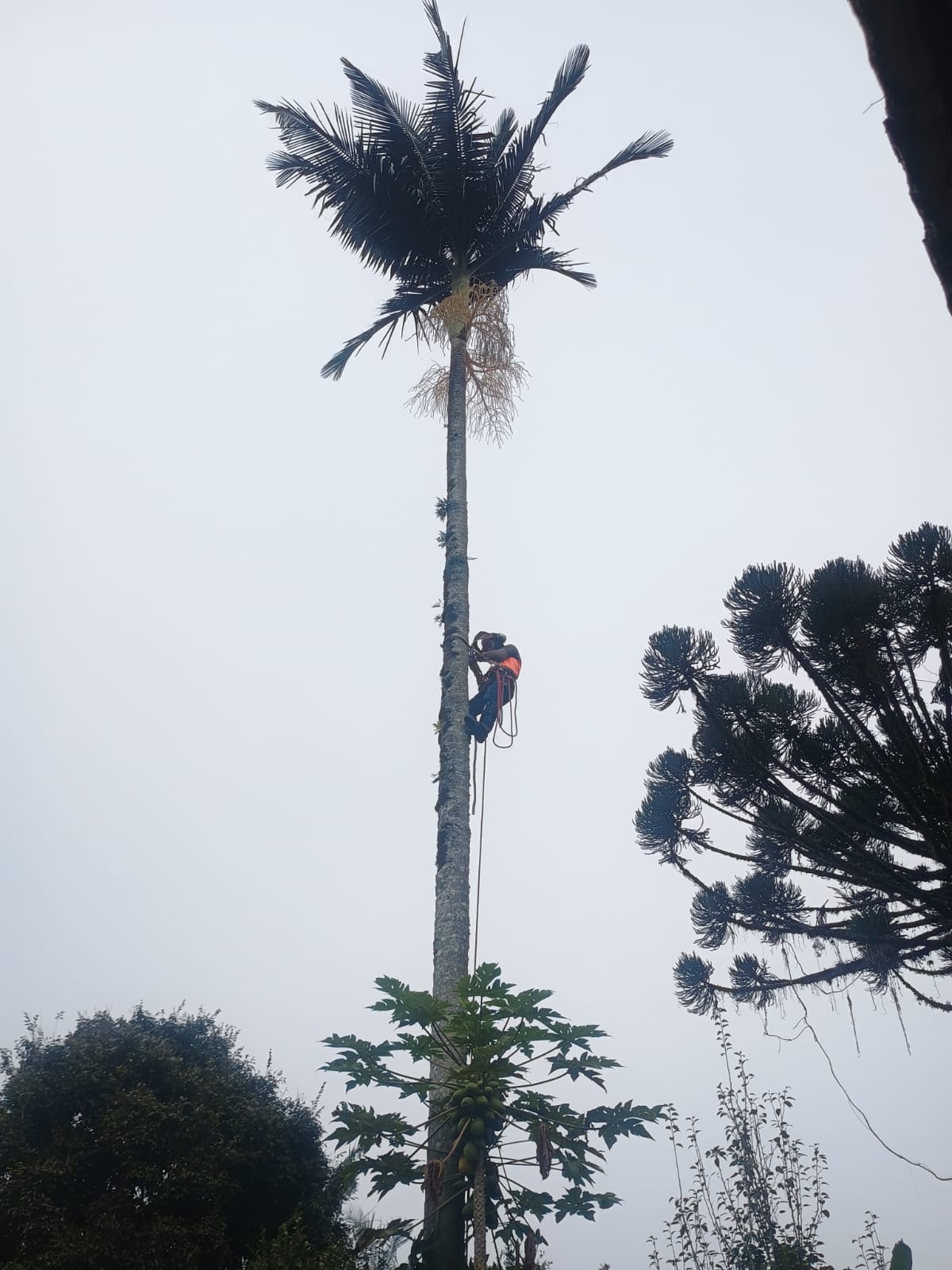 Arborista escalando palmeira alta para corte ao lado de araucárias