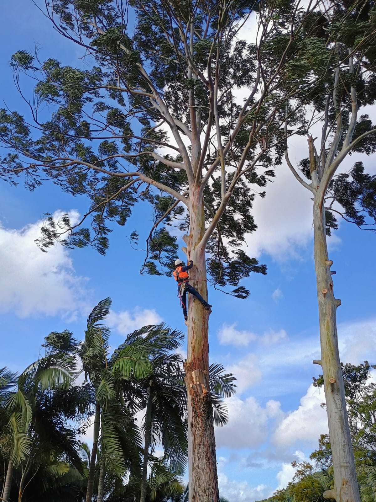 Compensação ambiental para corte de árvores