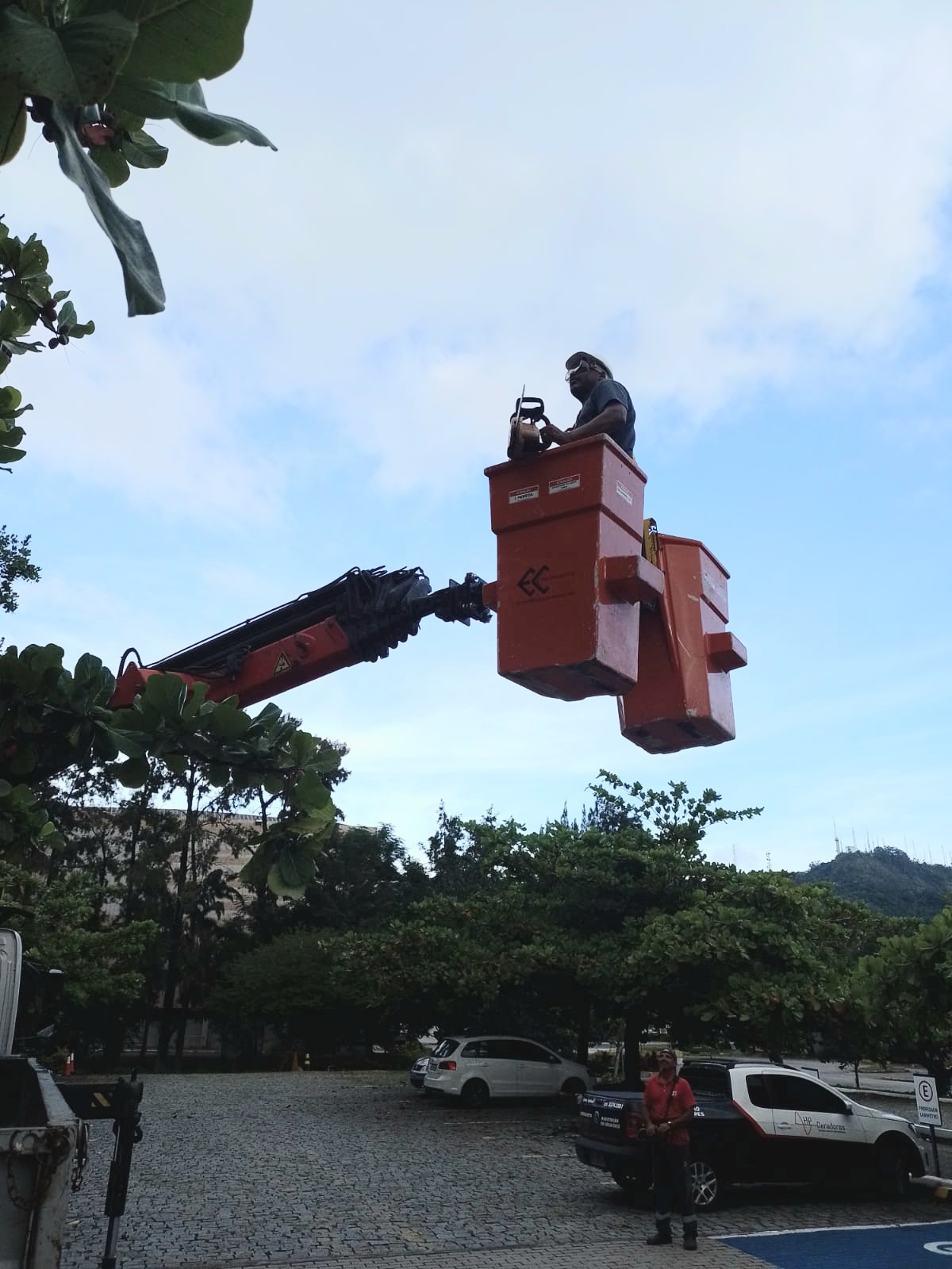 Segurança na poda e corte de árvores: A importância das normas NR-35 e NR-12