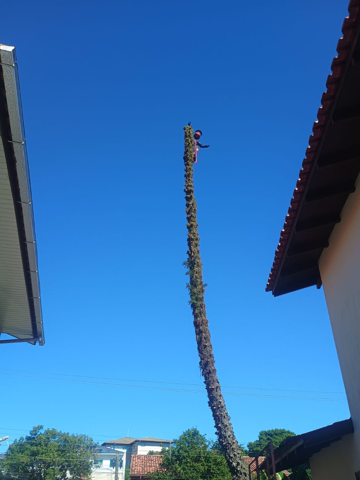 Arborista no topo de pinheiro realizando corte em área residencial