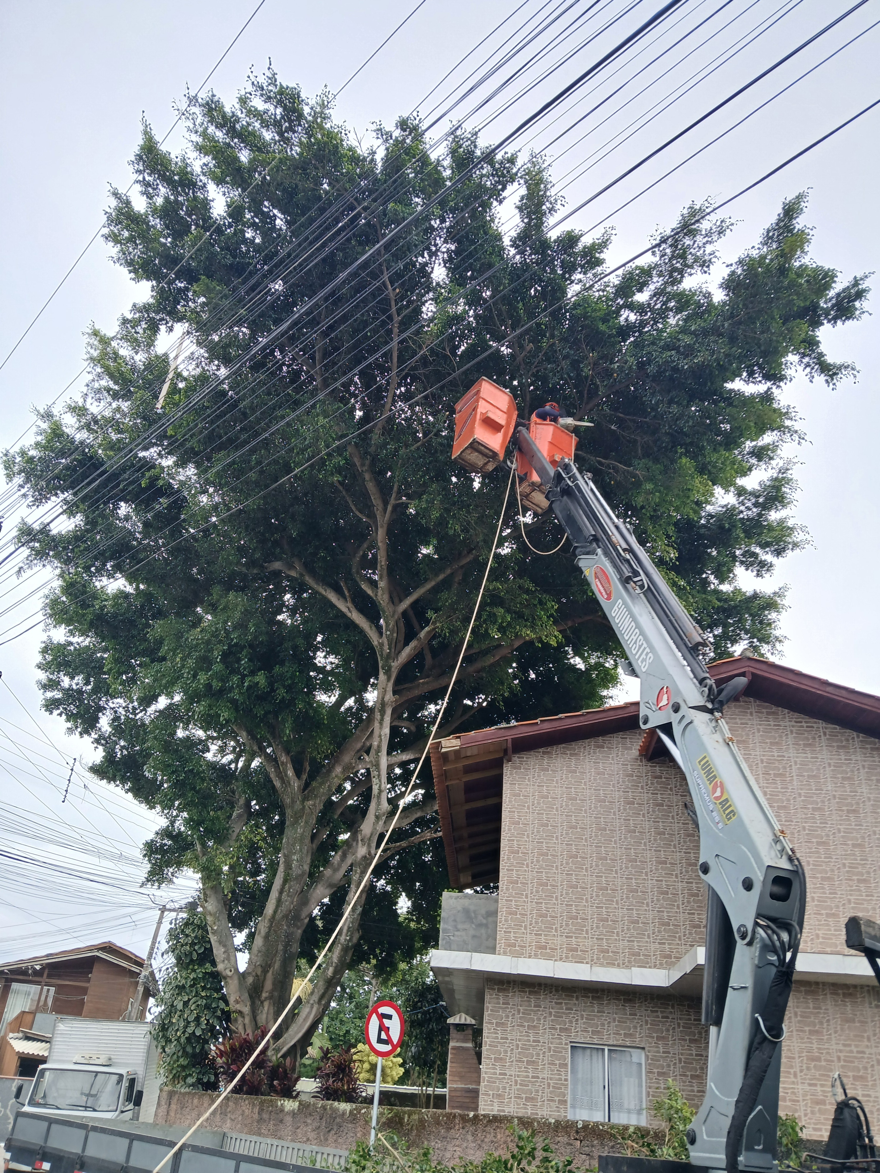 Poda de figueira próxima à rede elétrica com caminhão e cesto aéreo