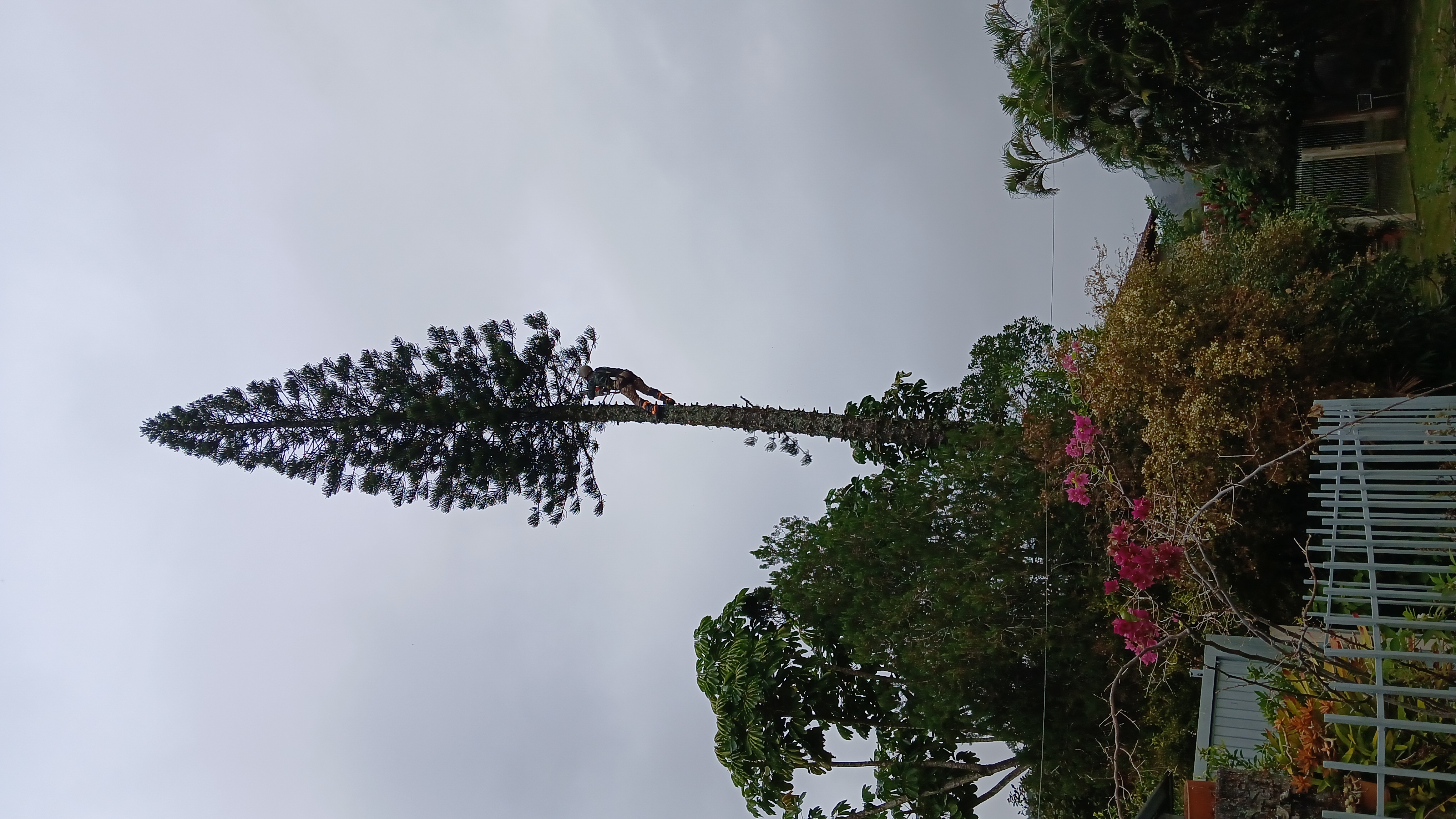 Arborista escalando pinheiro alto durante serviço de poda