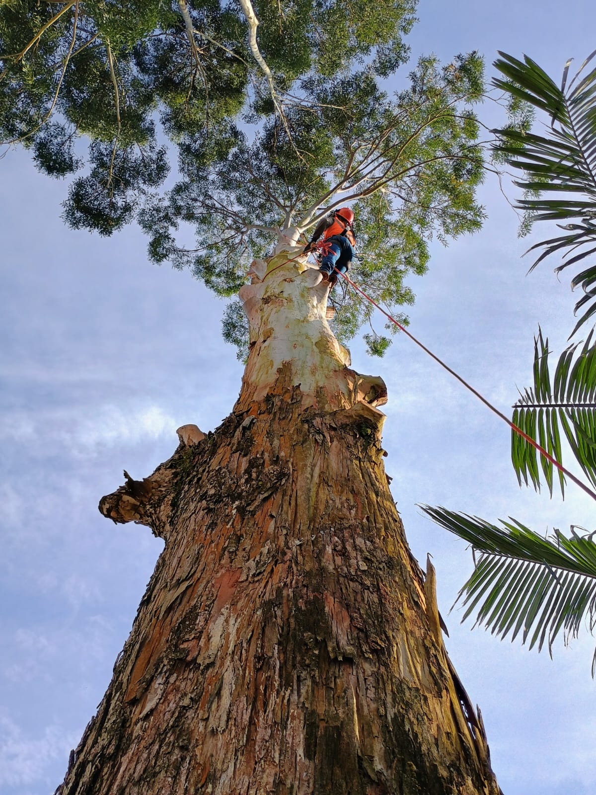 Arborista escalando grande tronco para poda de copa