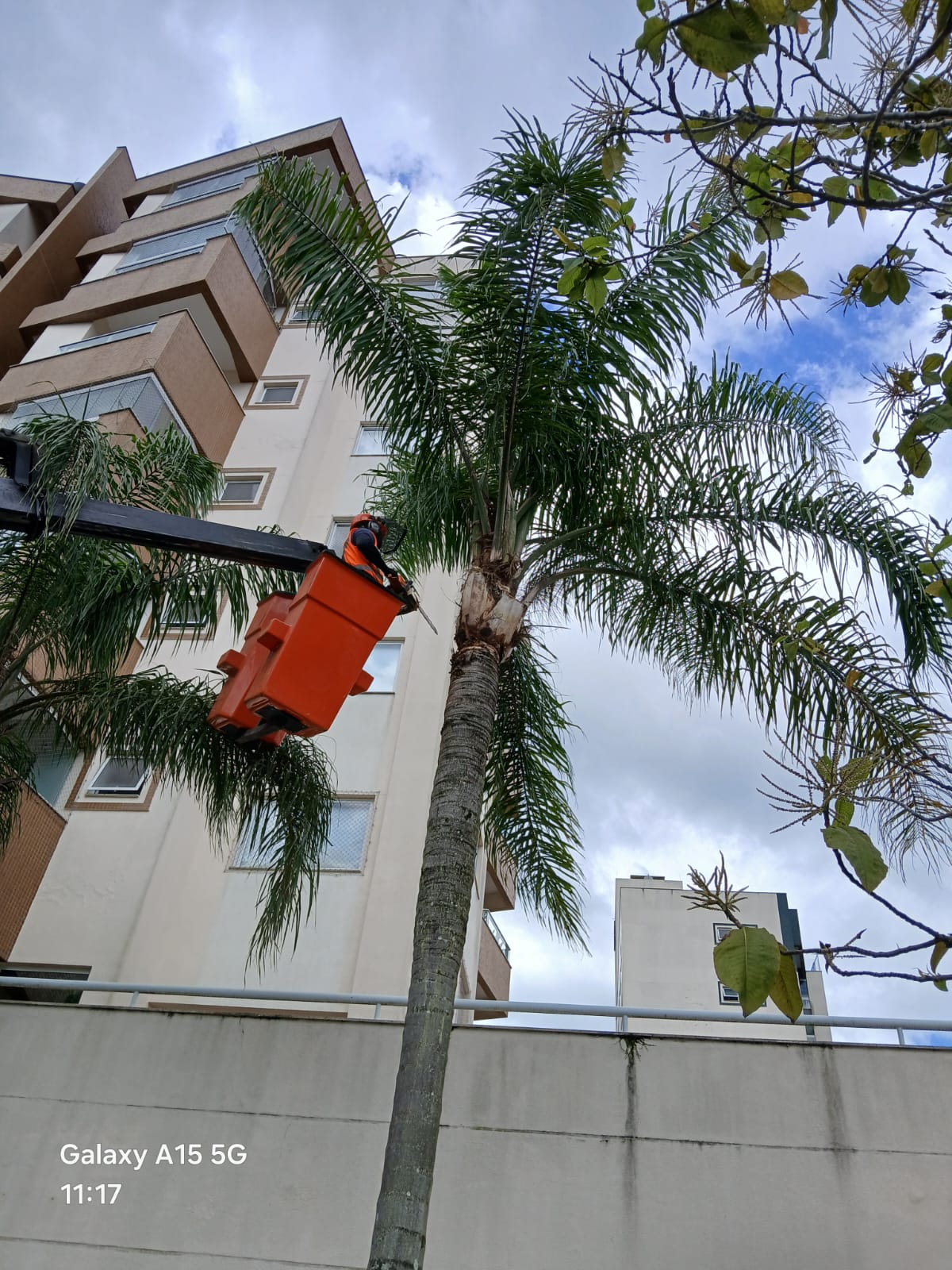 Autorização para Corte e Poda